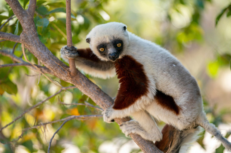 Endangered Species in Madagascar – Active Giving